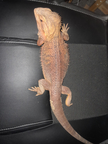 Beared dragon (boy)