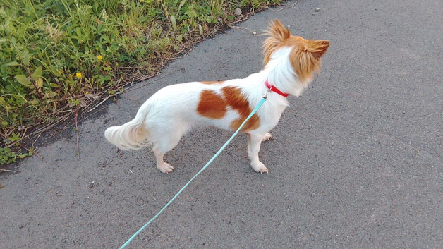 Stunning red and white chihuahua