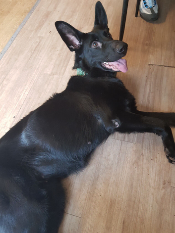 15 month old female