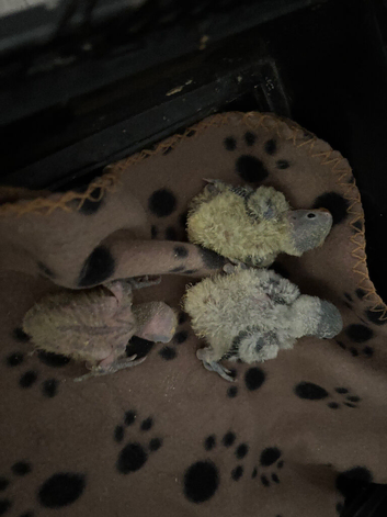 3 baby love birds