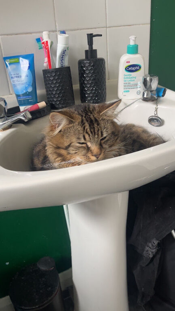 Mixed Tabby/Bengal Long Haired Male Kitten