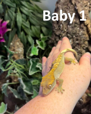 3x baby Crested Geckos - Harlequin/Dalmatian