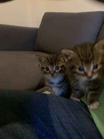 Kitten love