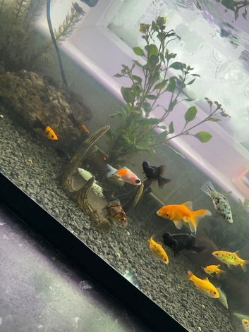 5x goldfish