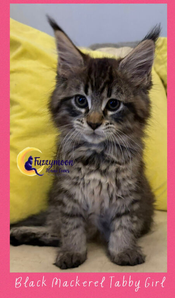 One left! Gorgeous TICA pedigree Maine Coon Kittens