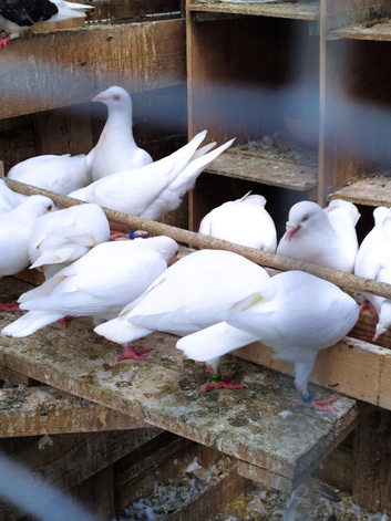 PURE WHITE LOGAN PIGEON