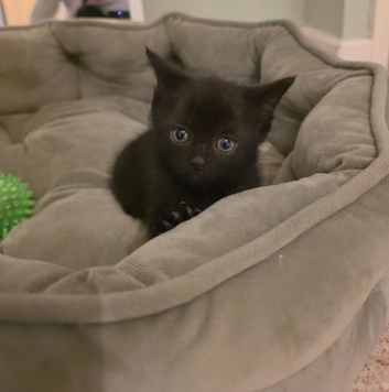 Black baby boy looking for home 8 weeks old