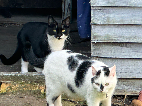 Two cats