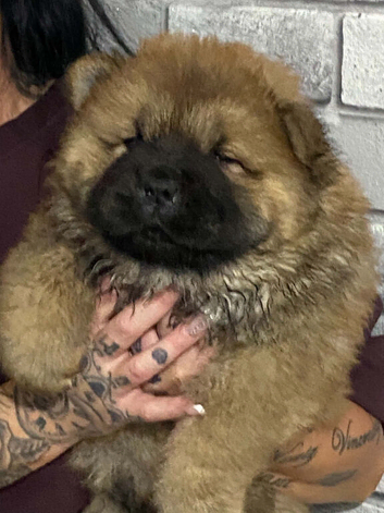 Chow chow puppies