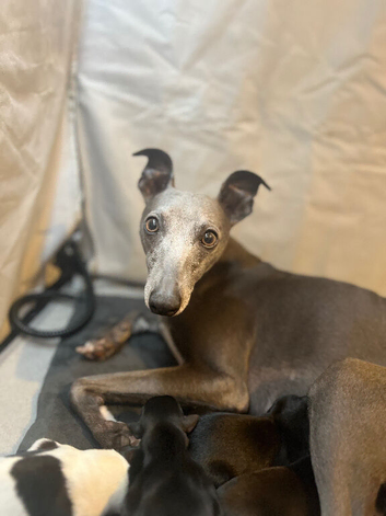 KC registered whippet puppies