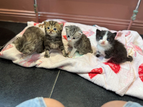 Kittens for sale