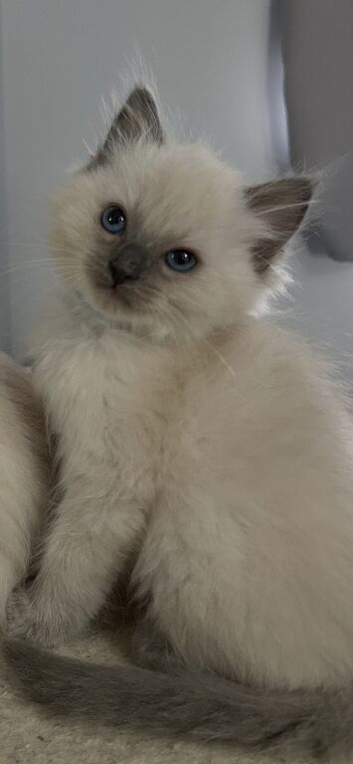 Ragdoll kittens