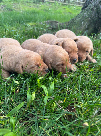 Labrador puppies