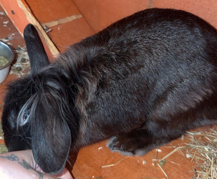 Lionhead rabbits
