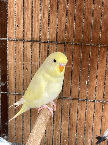 Baby budgies