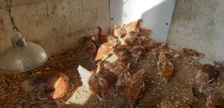 Warren chickens 12 weeks