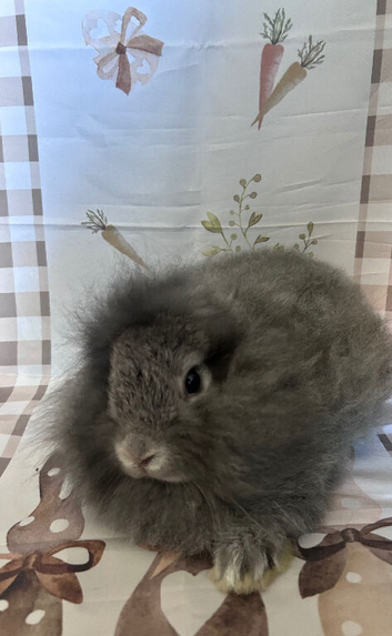 Lionhead/mini lops