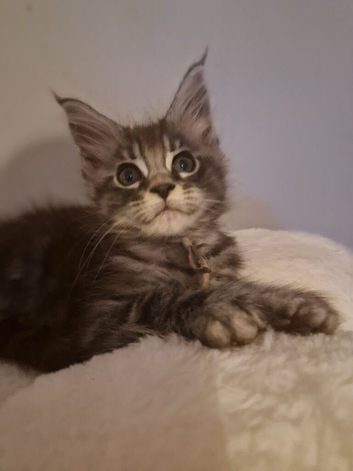 Beautiful black silver tabby mainecoon kittens