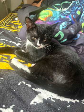 Kitten CiCi