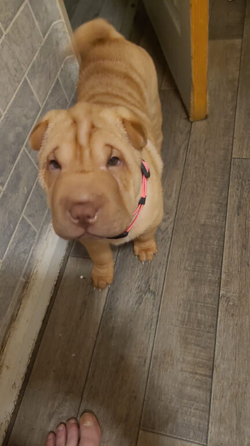 Shar pei puppys