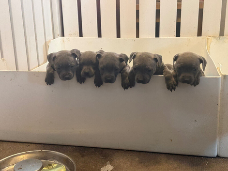 Blue Staffy pups kc registered