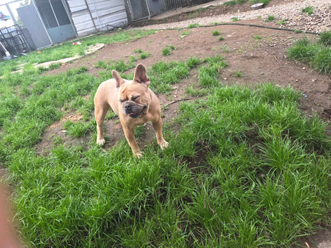 Tan french bulldog