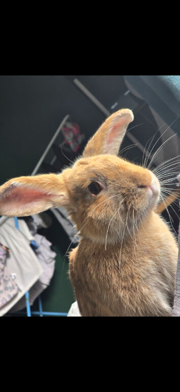 11 month old male rabbit for sale  REGGIE