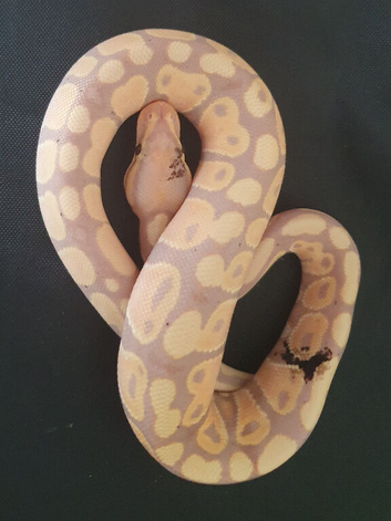 Royal python hatchlings