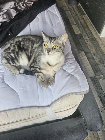 Kittens