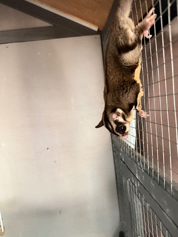 Sugar gliders