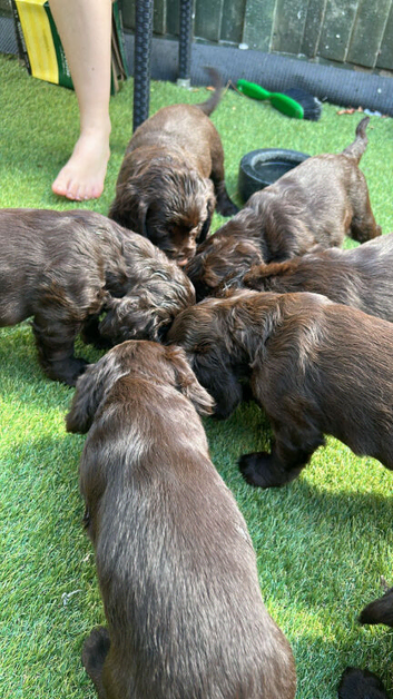 Adorable Cocker Spaniel  puppies loking for a forever  home