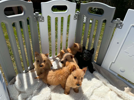 Scottish terrier puppies