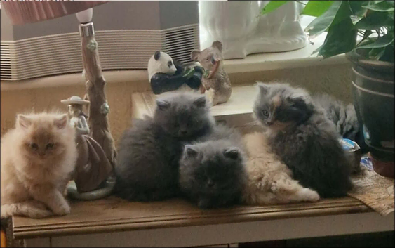Stunning British Longhair Kittens