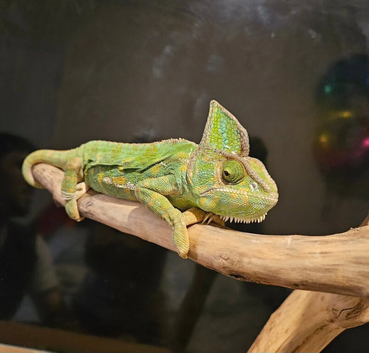 Adult Female Yemen Chameleon