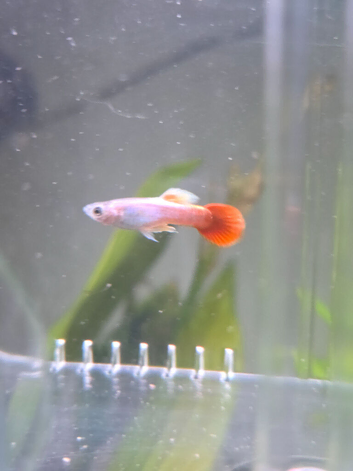 Male and female guppys for sale