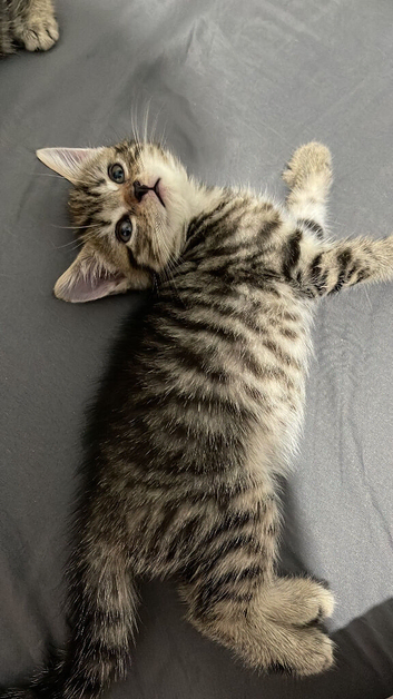 6 weeks old !! 5 beautiful!! British  Shorhair x kittens