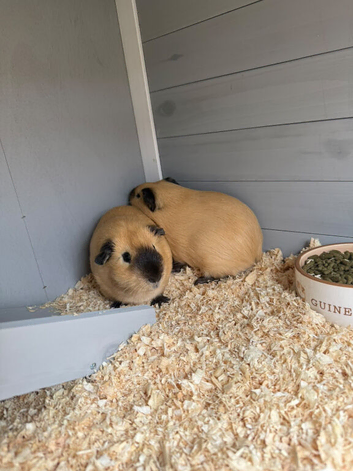 Twin brothers looking for a home