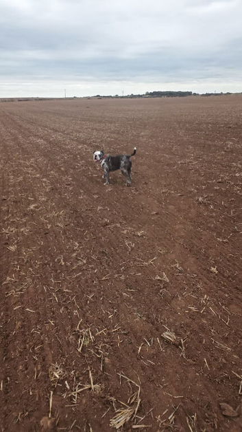 Old English bulldog for stud