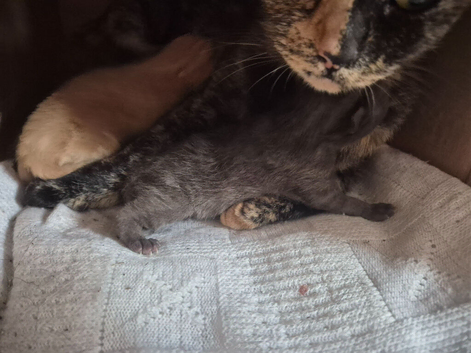 Two male kittens