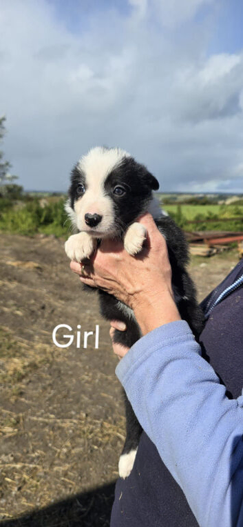 Sheepdog pups