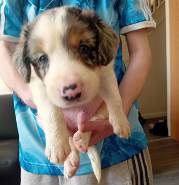 Bearded collie/smoothe blue merle collie mix puppies