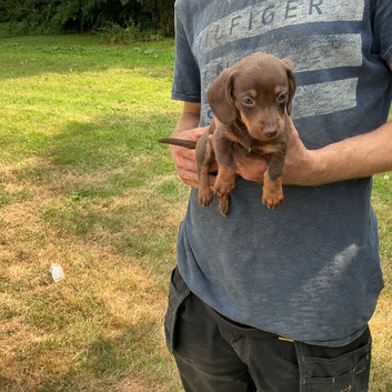 Miniature dachshunds puppies