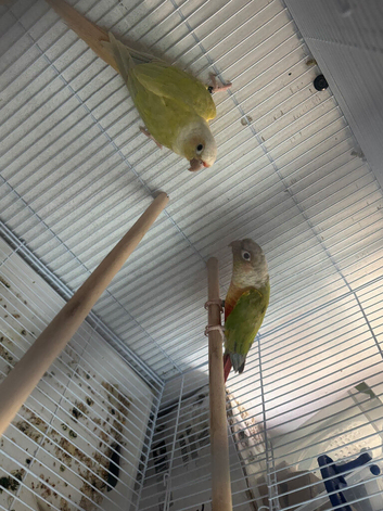 Pair of conures