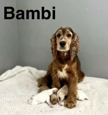Bambi litter of 3 puppies left now ready