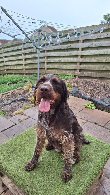 GWPointer x ESpringer Spaniel pups