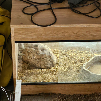 7yr old tortoise for sale