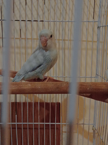 Parrotlets green & blue
