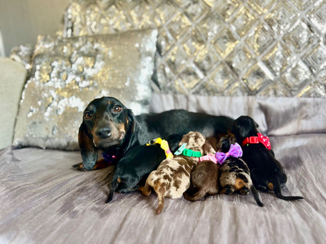 5 Miniature duschund puppies
