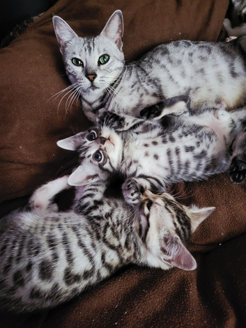 Very beautiful Bengal kittens in rare colors.
