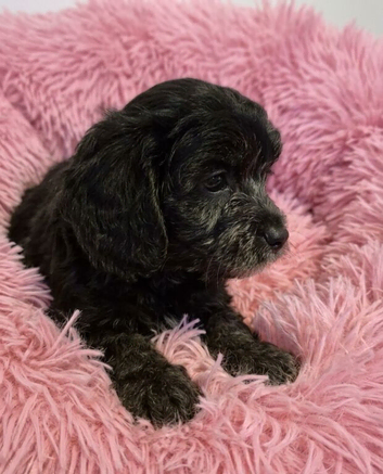 F1 Cavapoo puppies